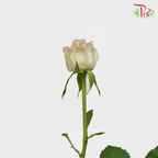 Rose Raindance (8-10 Stems) - Pudu Ria Florist Southern