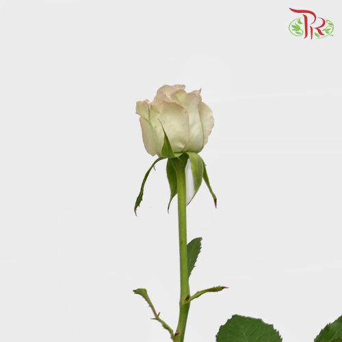Rose Raindance (8-10 Stems) - Pudu Ria Florist Southern