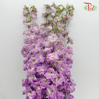 Delphinium Giant Pink - 5 Stems - Pudu Ria Florist Southern
