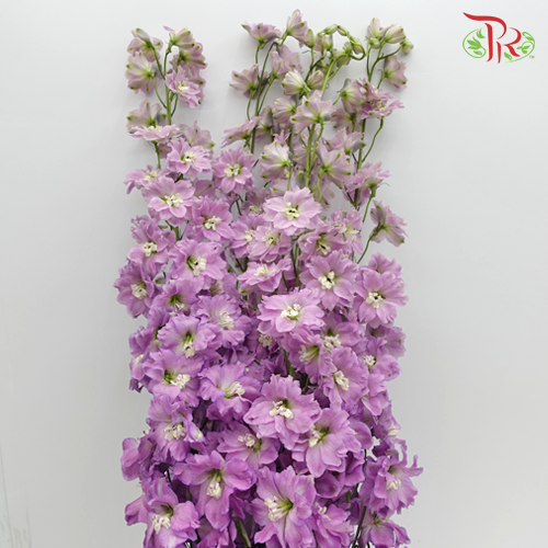 Delphinium Giant Pink - 5 Stems - Pudu Ria Florist Southern
