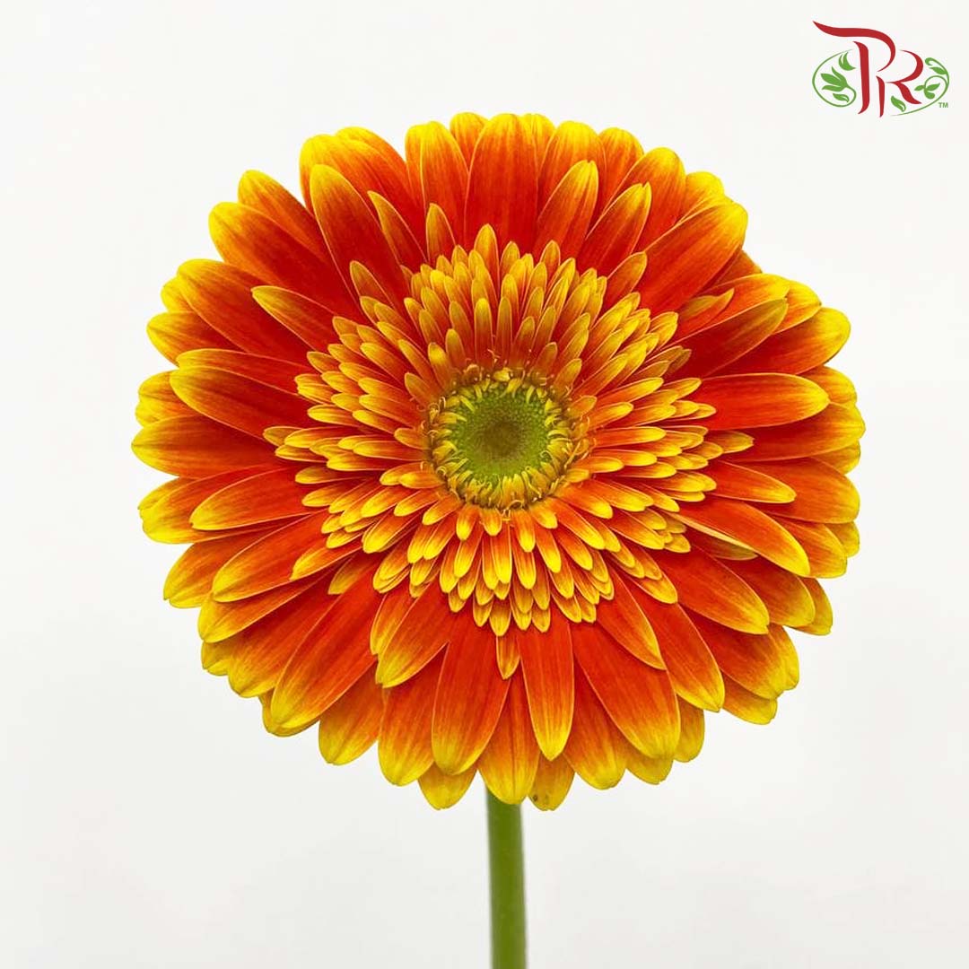 Gerbera Gold Orange (8-10 Stems) - Pudu Ria Florist Southern