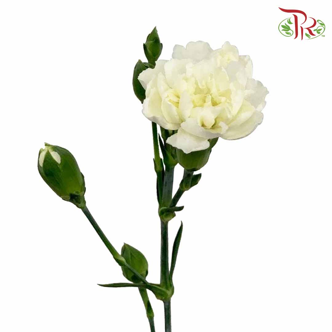 Carnation Spray White (18-20 Stems) - Pudu Ria Florist Southern