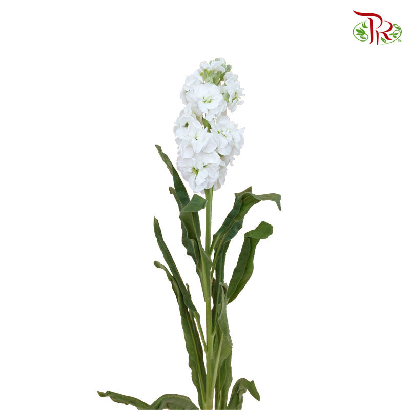 Matthiola White (Per Bundle) - Pudu Ria Florist Southern