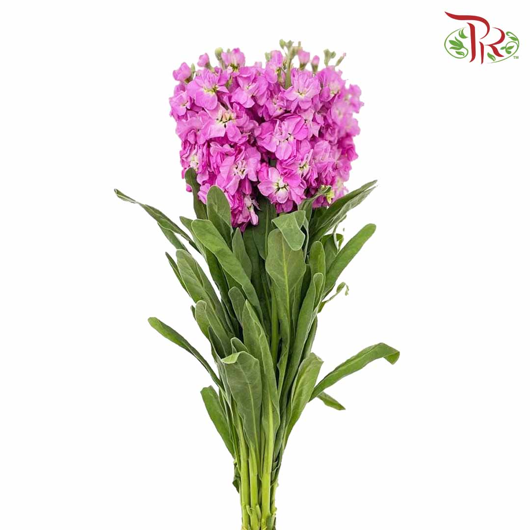 Matthiola Pink (Per Bundle) - Pudu Ria Florist Southern