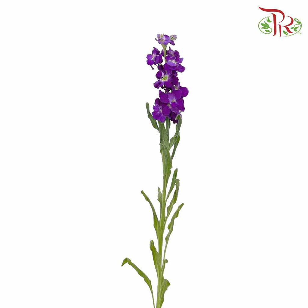 Matthiola Purple (Per Bundle) - Pudu Ria Florist Southern