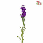 Matthiola Purple (Per Bundle) - Pudu Ria Florist Southern