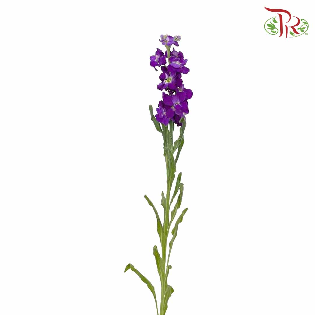 Matthiola Purple (Per Bundle) - Pudu Ria Florist Southern