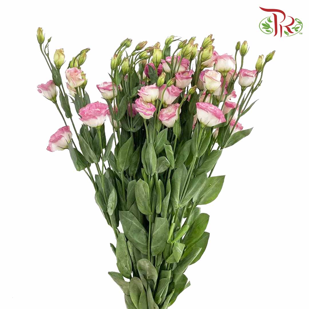 Eustoma White/Pink (12-15 Stems) - Pudu Ria Florist Southern