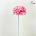 Dry Aeschynomene Aspera - Pink - Pudu Ria Florist Southern