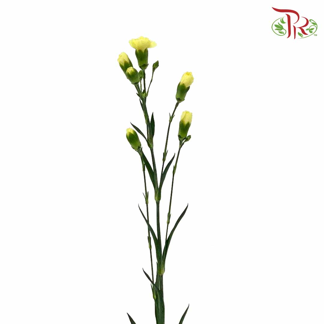 Carnation Spray Yellow (18-20 Stems) - Pudu Ria Florist Southern
