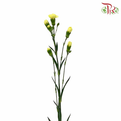 Carnation Spray Yellow (18-20 Stems) - Pudu Ria Florist Southern