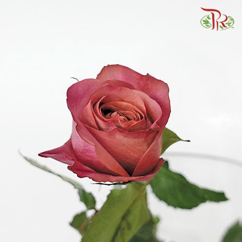 Rose Barista (8-10 Stems) - Pudu Ria Florist Southern