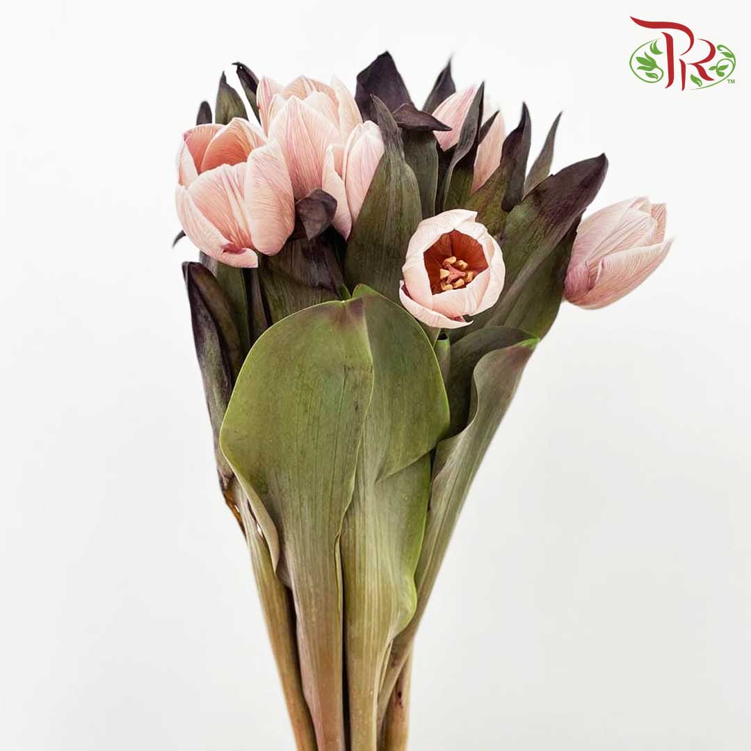 Tulip Dyed Colour - Pudu Ria Florist Southern