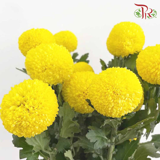 Chrysanthemum Ping Pong Yellow (10-12 Stems) - Pudu Ria Florist Southern