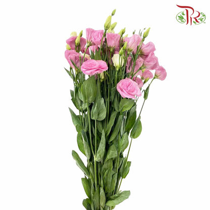 Eustoma Pink (12-15 Stems) - Pudu Ria Florist Southern