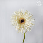Spider Gerbera Cream (5 Stems) - Pudu Ria Florist Southern