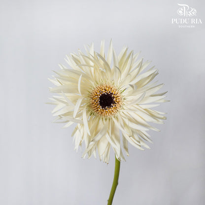 Spider Gerbera Cream (5 Stems) - Pudu Ria Florist Southern