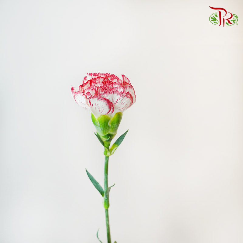 Carnation White/Red (18-20 Stems) - Pudu Ria Florist Southern