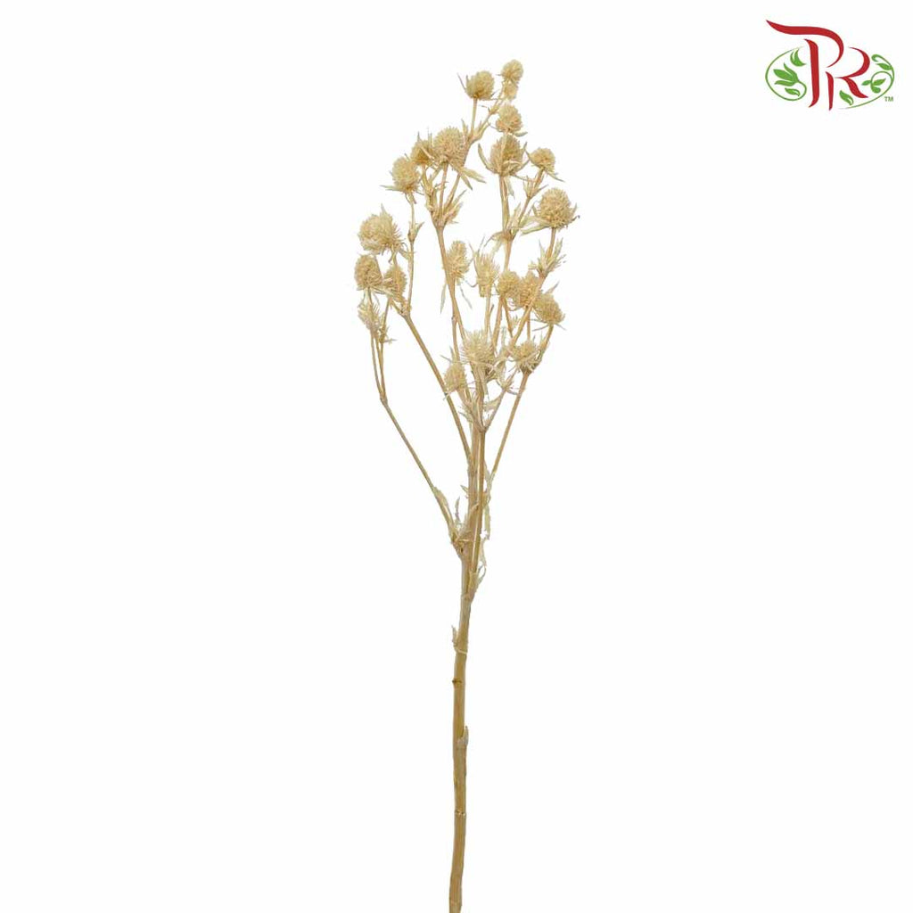 Dry Eryngium Natural - Pudu Ria Florist Southern