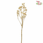 Dry Eryngium Natural - Pudu Ria Florist Southern