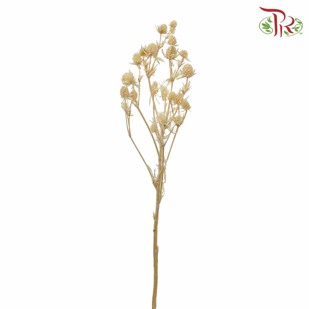 Dry Eryngium Natural - Pudu Ria Florist Southern