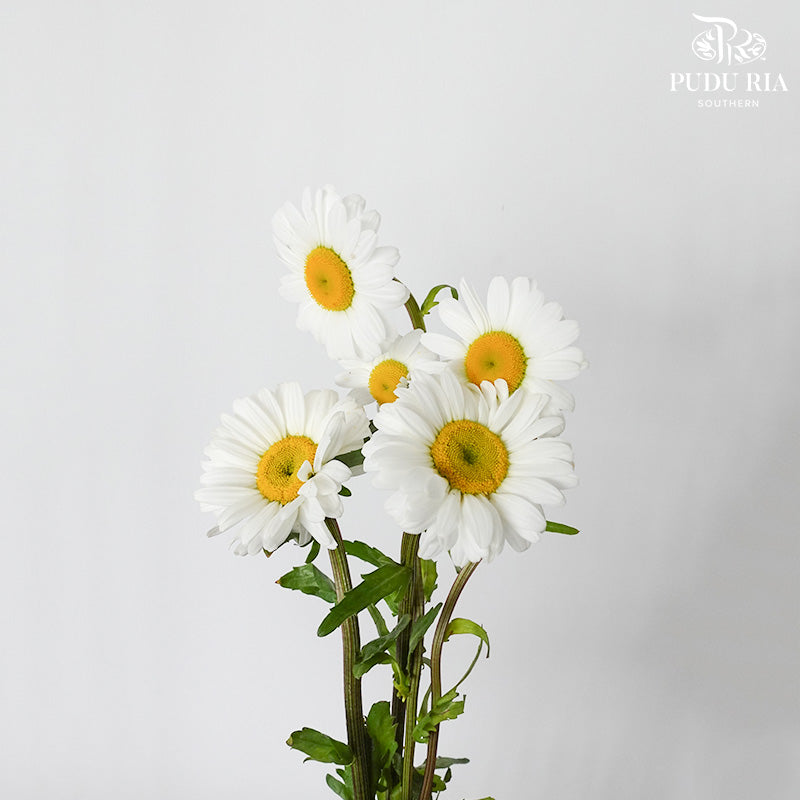 Leucanthemum White (5 stems) - Pudu Ria Florist Southern