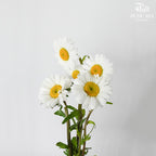 Leucanthemum White (5 stems) - Pudu Ria Florist Southern