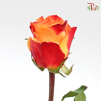 Rose Fire (8-10 Stems) - Pudu Ria Florist Southern