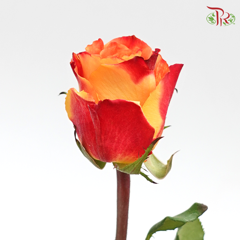 Rose Fire (8-10 Stems) - Pudu Ria Florist Southern