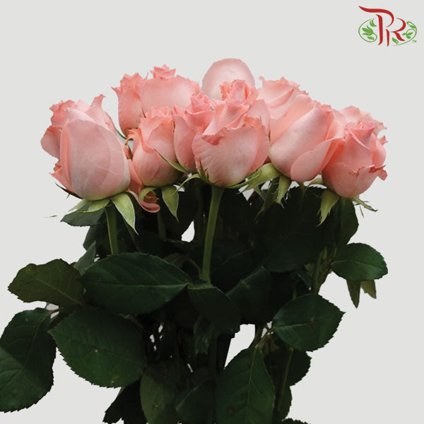Rose Light Coral Pink (19-20 Stems) - Pudu Ria Florist Southern