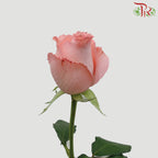Rose Light Coral Pink (19-20 Stems) - Pudu Ria Florist Southern