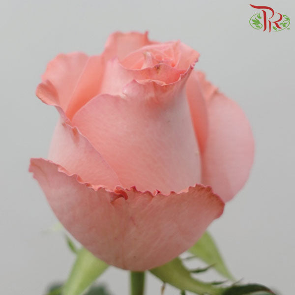 Rose Light Coral Pink (19-20 Stems) - Pudu Ria Florist Southern