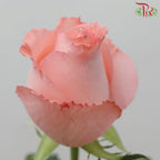 Rose Light Coral Pink (19-20 Stems) - Pudu Ria Florist Southern