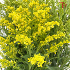 Peacock Yellow (Per Bundle) - Pudu Ria Florist Southern