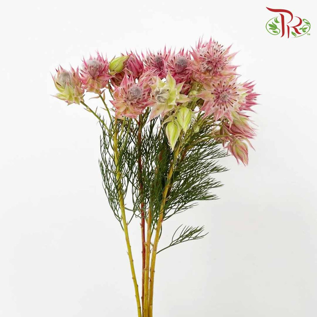 Blushing Bride Pink - Pudu Ria Florist Southern