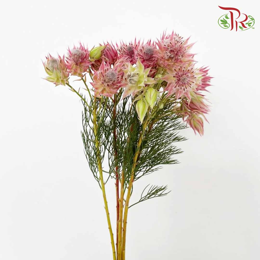 Blushing Bride Pink - Pudu Ria Florist Southern