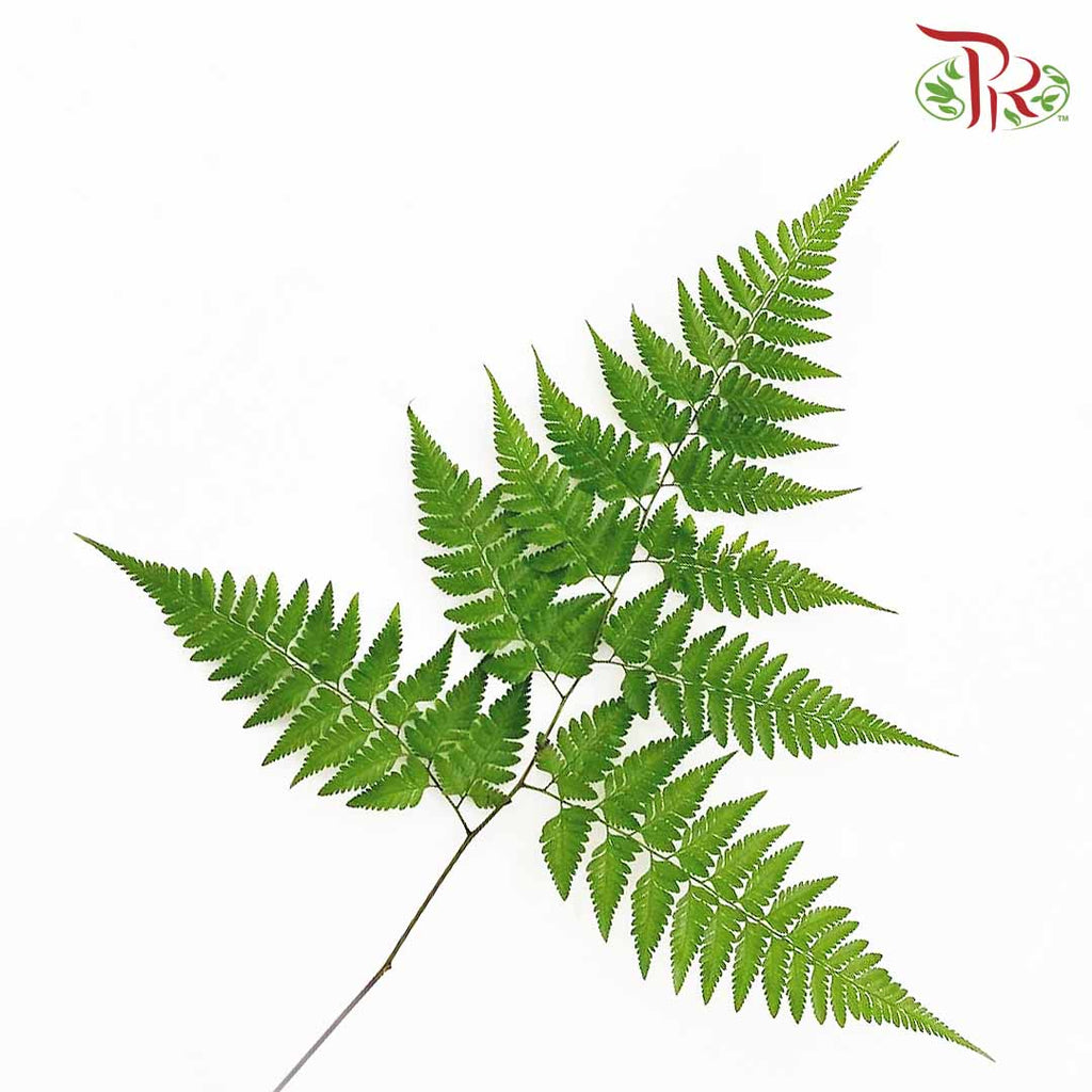 Paku Leaf (Per Bunch) - Pudu Ria Florist Southern