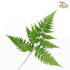 Paku Leaf (Per Bunch) - Pudu Ria Florist Southern