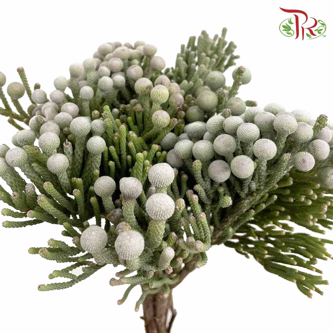 Silver Brunia Big Size (9-10 Stems) - Pudu Ria Florist Southern