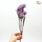 Preservative Silver Daisy - Purple - Pudu Ria Florist Southern