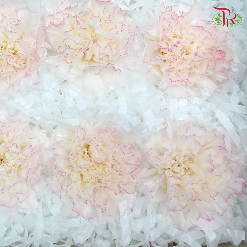 Preservative Carnation (8 Blooms) White/Purple - Pudu Ria Florist Southern