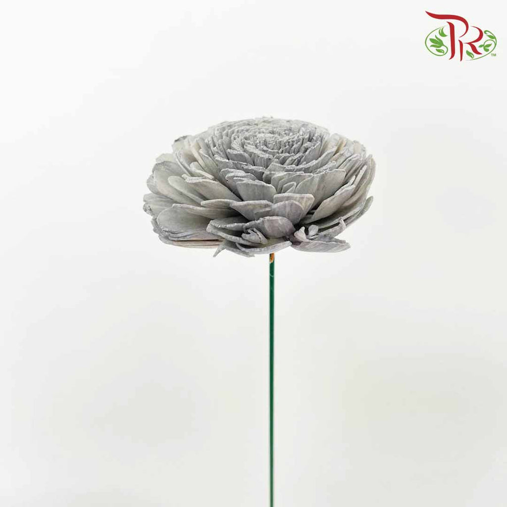 Dry Aeschynomene (Big) - Grey - Pudu Ria Florist Southern