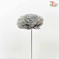 Dry Aeschynomene (Big) - Grey - Pudu Ria Florist Southern
