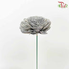 Dry Aeschynomene (Big) - Grey - Pudu Ria Florist Southern