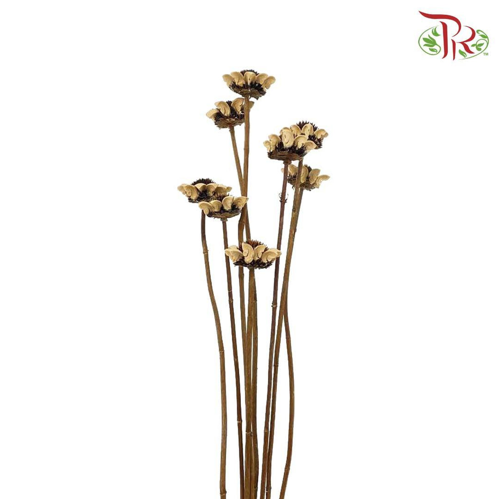 Dry Sun Chrysanthemum - Pudu Ria Florist Southern