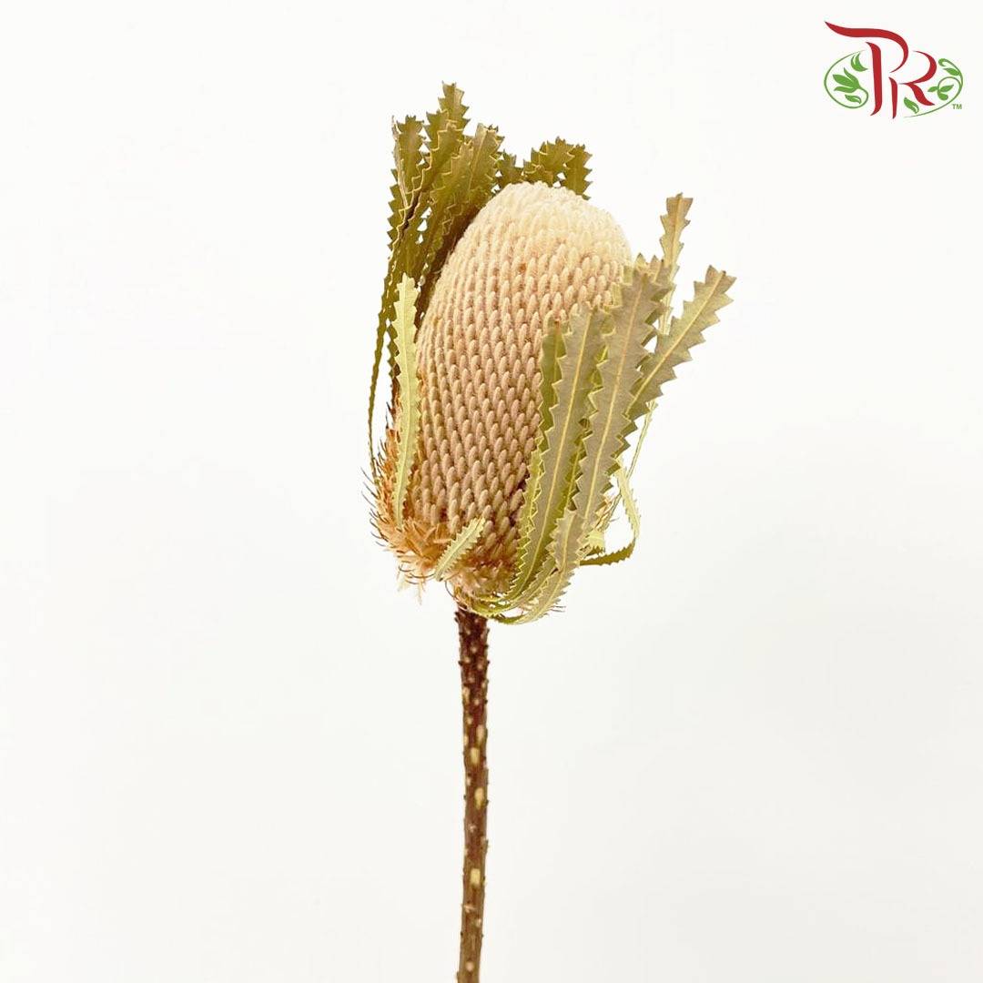 Dry Banksia - Pudu Ria Florist Southern