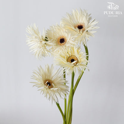 Spider Gerbera Cream (5 Stems) - Pudu Ria Florist Southern