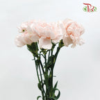 Carnation Grazia (8-10 Stems) - Pudu Ria Florist Southern