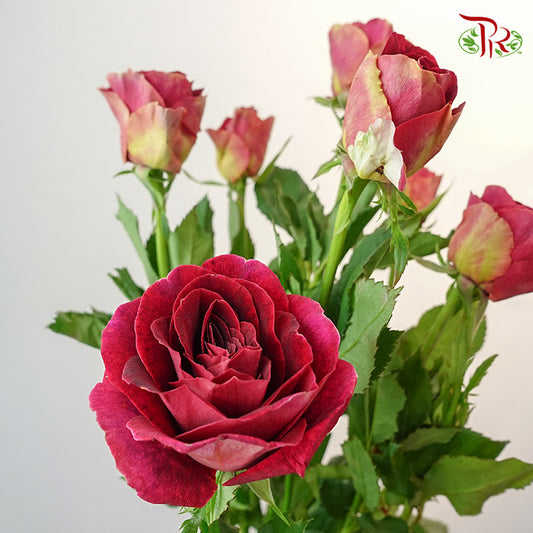 Rose Spray Pretty (8-10 Stems) - Pudu Ria Florist Southern