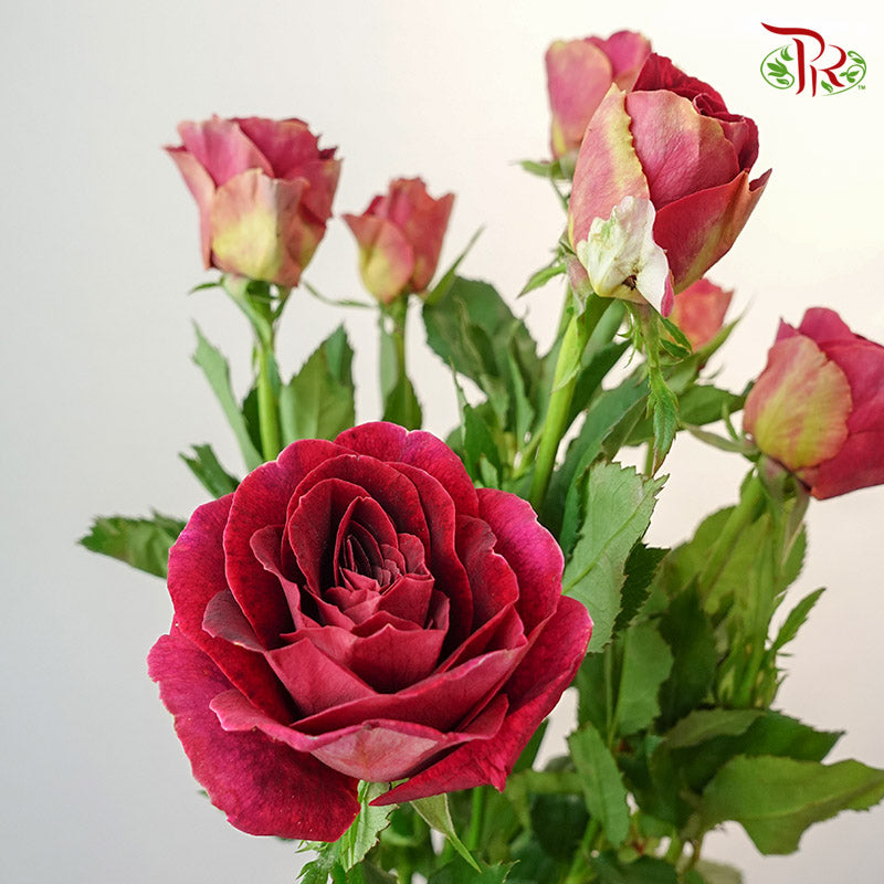 Rose Spray Pretty (8-10 Stems) - Pudu Ria Florist Southern